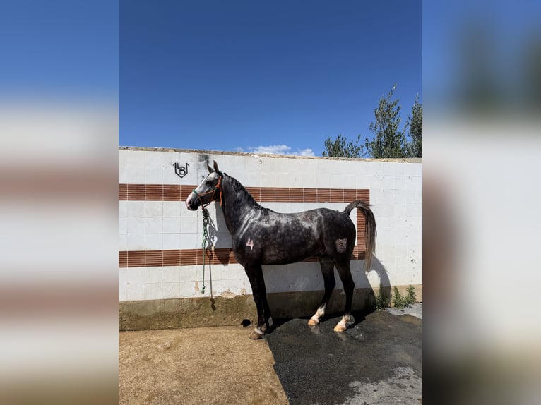 Hispano-arabier Ruin 3 Jaar 160 cm Appelschimmel in La Pobla De Vallbona