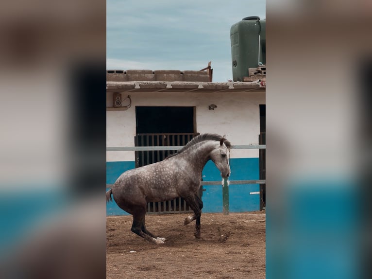 Hispano-arabier Ruin 3 Jaar 160 cm Appelschimmel in La Pobla De Vallbona