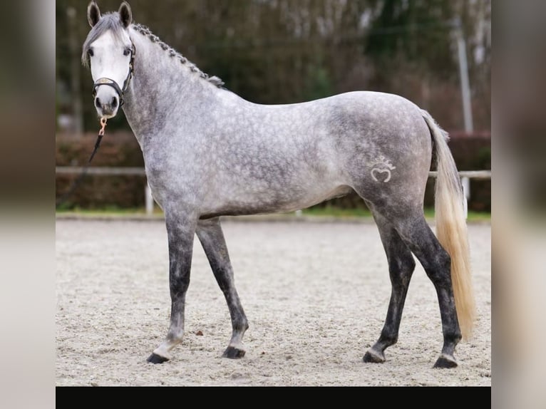 Hispano-arabier Ruin 5 Jaar 154 cm Appelschimmel in Braunfels Tiefenbach
