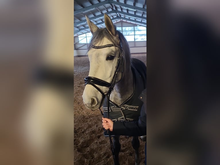Hispano-arabier Ruin 5 Jaar 154 cm Appelschimmel in Braunfels Tiefenbach