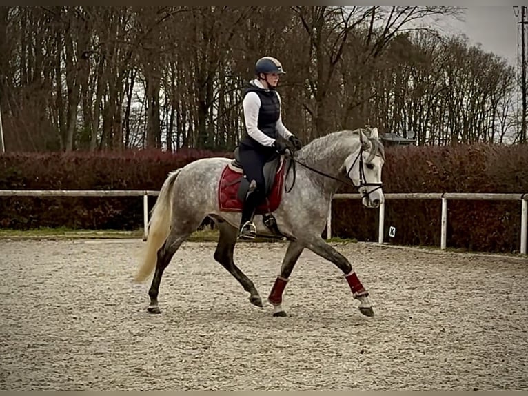 Hispano-arabier Ruin 5 Jaar 154 cm Schimmel in Neustadt (Wied)