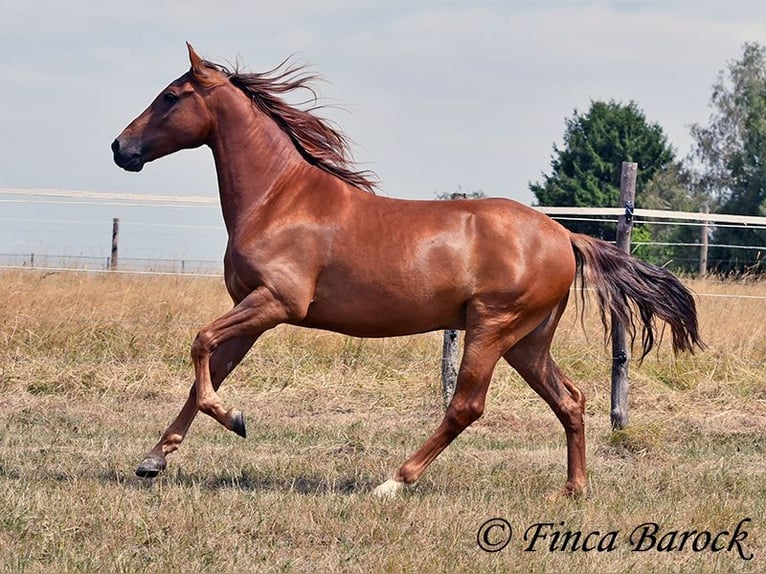 Hispano-arabier Ruin 5 Jaar 156 cm Vos in Wiebelsheim