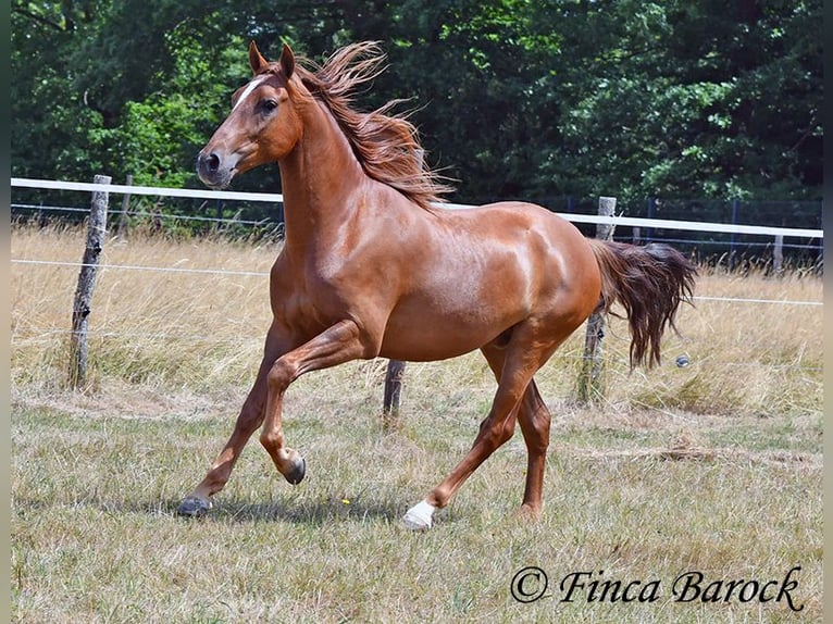 Hispano-arabier Ruin 5 Jaar 156 cm Vos in Wiebelsheim
