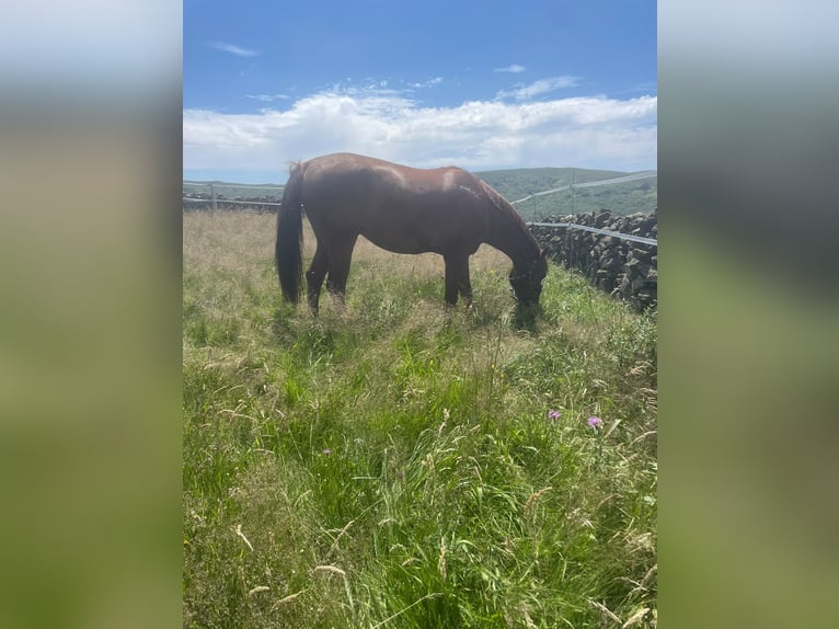 Hispano-arabier Mix Ruin 5 Jaar 160 cm Donkere-vos in Murcia