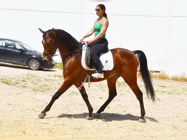 Hispano-arabier Ruin 5 Jaar 163 cm Bruin in Provinz Cordoba