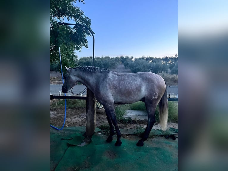 Hispano-arabier Ruin 5 Jaar 167 cm Zwartschimmel in Cordoba