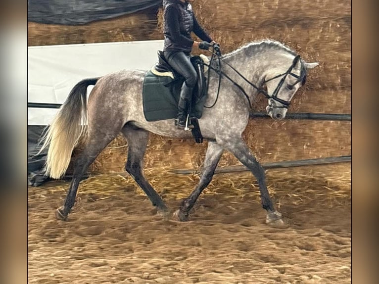 Hispano-arabier Ruin 5 Jaar 167 cm Zwartschimmel in Cordoba