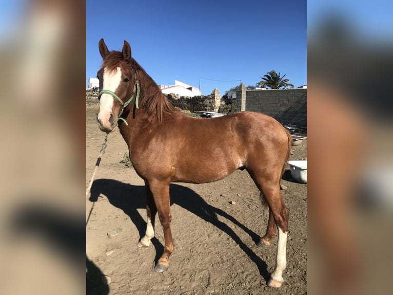 Hispano-arabier Mix Ruin 6 Jaar 160 cm Bruin in Arroyo De La Luz