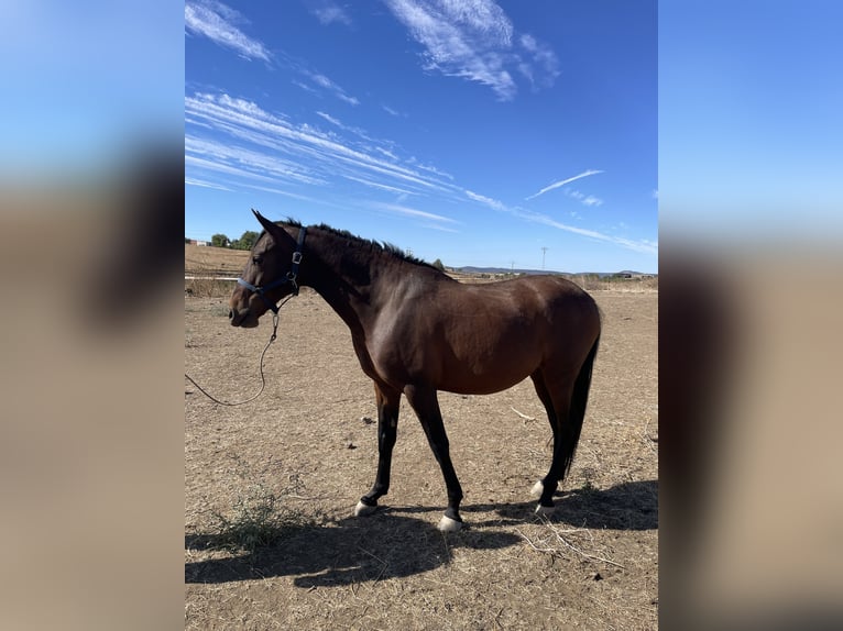 Hispano-arabier Mix Ruin 6 Jaar 160 cm Bruin in Arroyo De La Luz