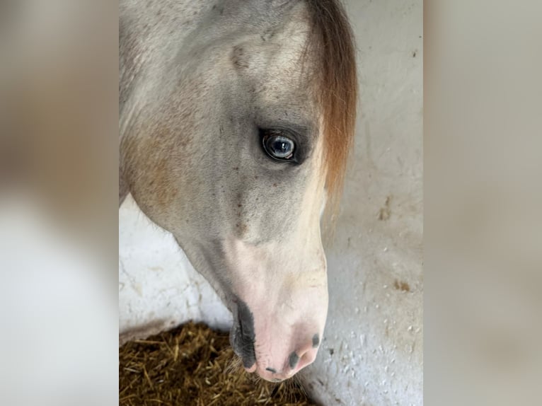 Hispano-arabier Ruin 7 Jaar 156 cm in Vejer de la Frontera