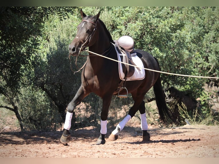 Hispano-arabier Ruin 7 Jaar 161 cm Zwartbruin in Valencia