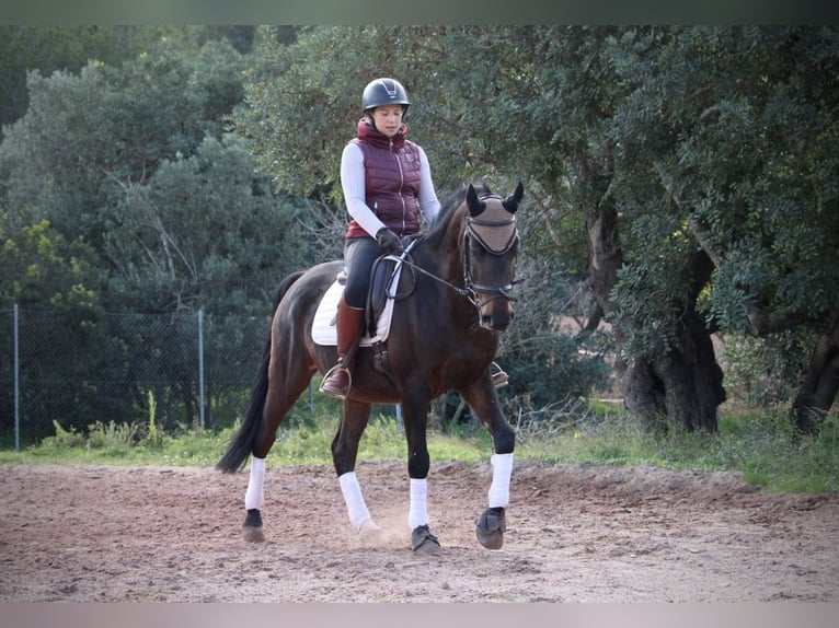 Hispano-arabier Ruin 7 Jaar 161 cm Zwartbruin in Valencia