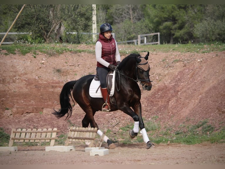 Hispano-arabier Ruin 7 Jaar 161 cm Zwartbruin in Valencia