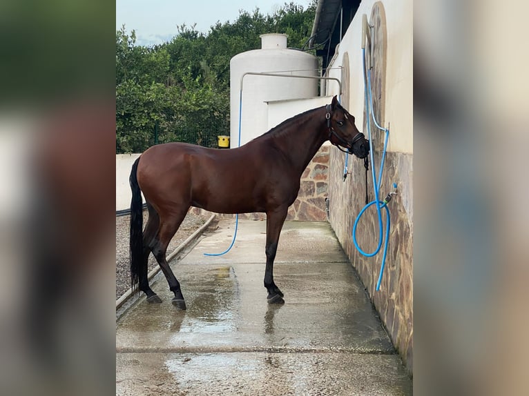 Hispano-arabier Ruin 7 Jaar 165 cm Bruin in Alhaurín el Grande