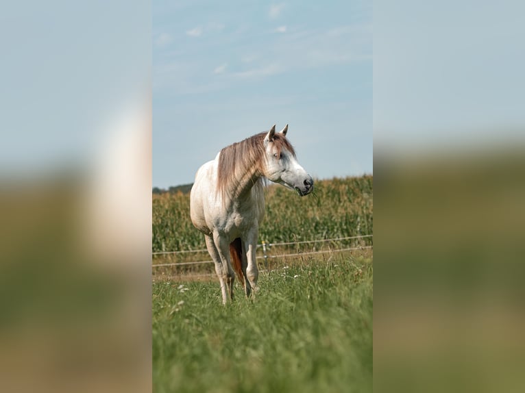 Hispano-arabier Ruin 8 Jaar 150 cm Vliegenschimmel in Altendorf