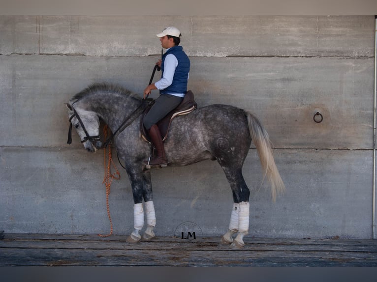 Hispano-arabier Ruin 8 Jaar 163 cm Schimmel in Arcos de La frontera