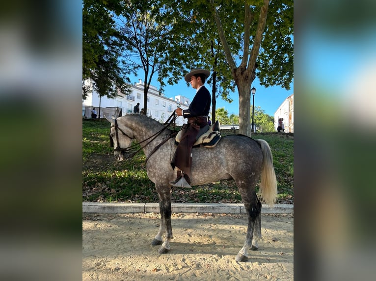 Hispano-arabier Ruin 8 Jaar 163 cm Schimmel in Arcos de La frontera