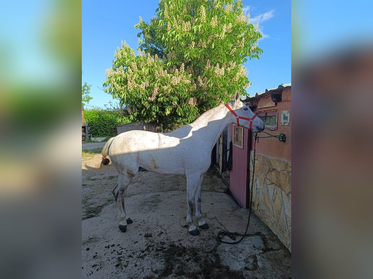 Hispano-arabier Ruin 8 Jaar in Soria