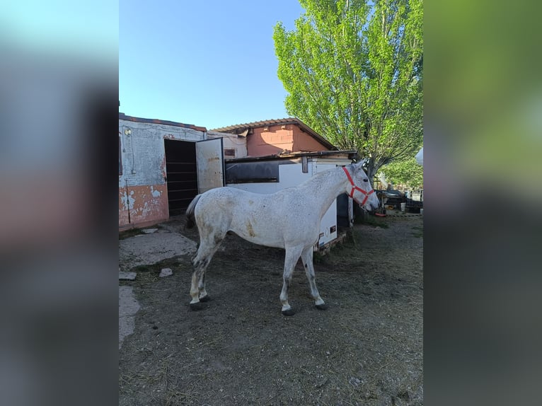 Hispano-arabier Ruin 8 Jaar in Soria