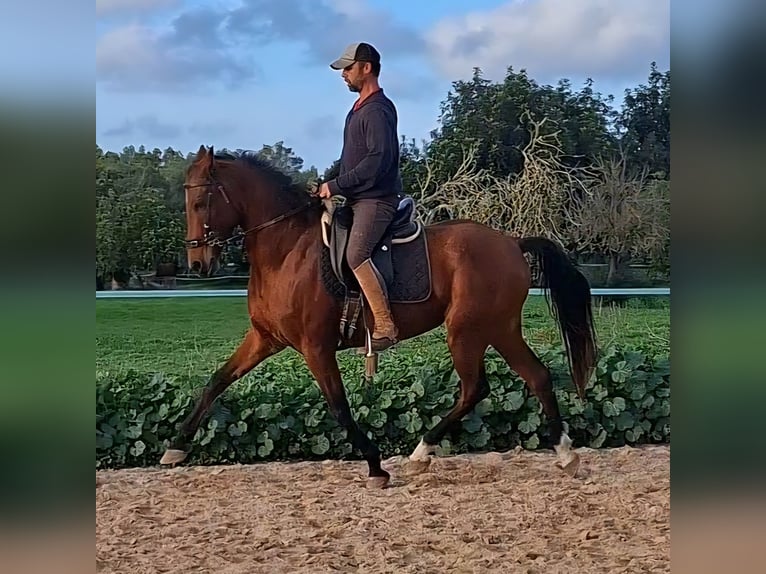 Hispano Klacz 10 lat 163 cm Gniada in Montuiriri