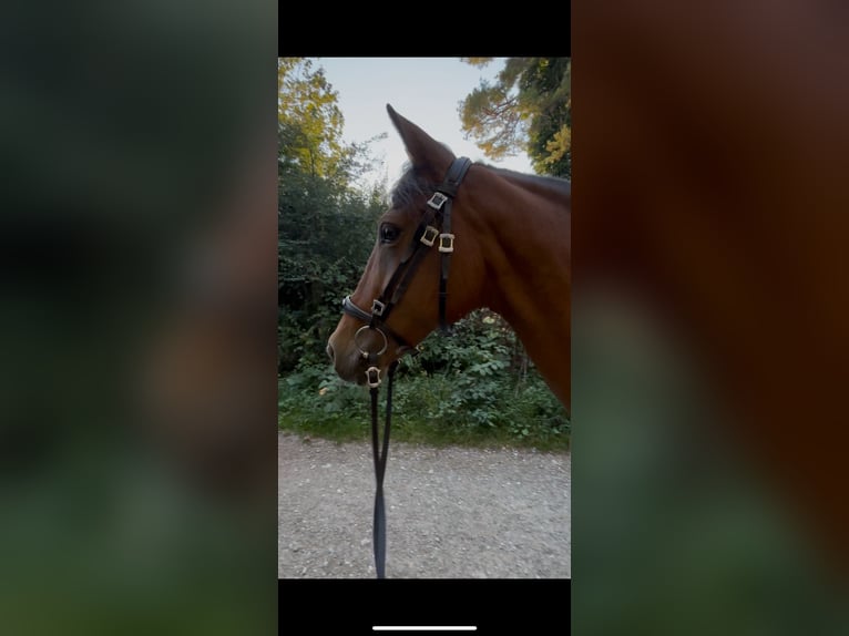 Hispano Klacz 11 lat 153 cm Gniada in Rheinfelden
