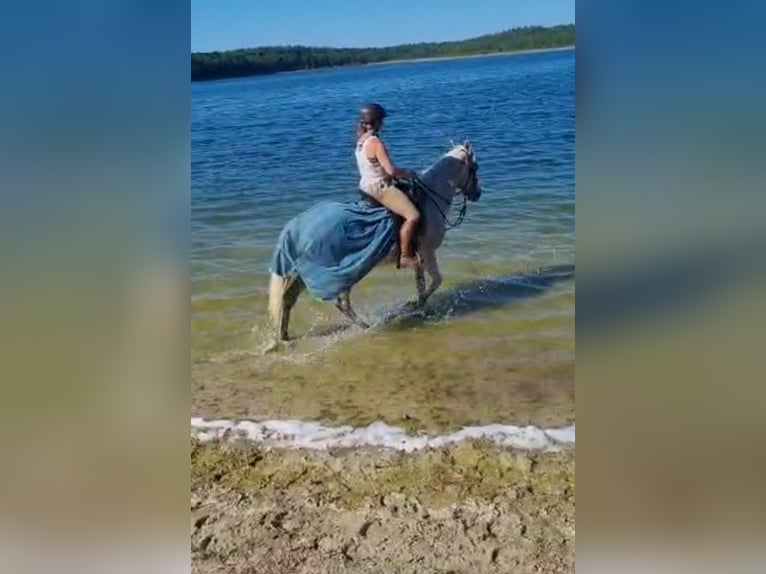 Hispano Klacz 18 lat 160 cm Siwa w hreczce in Zemitz