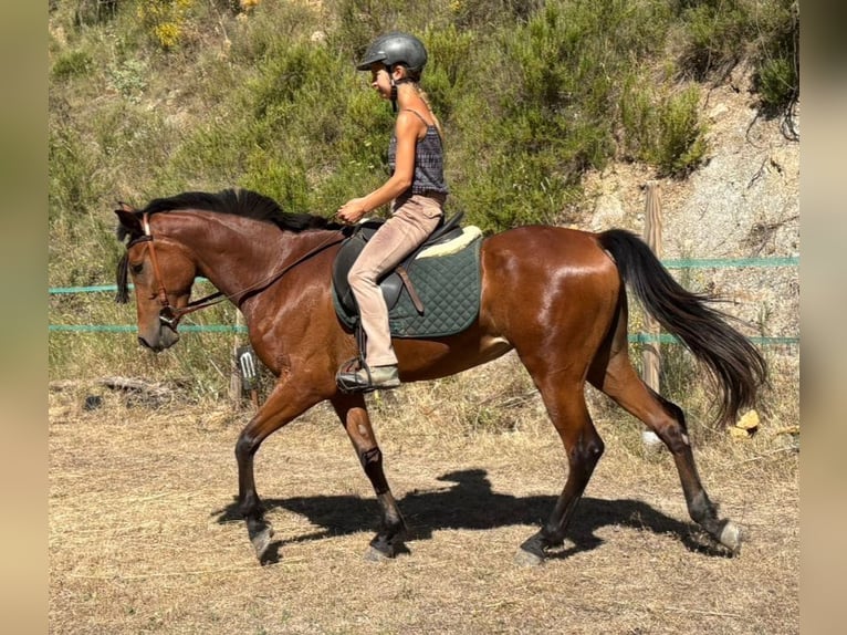Hispano Klacz 4 lat 152 cm Gniada in Böttigheim
