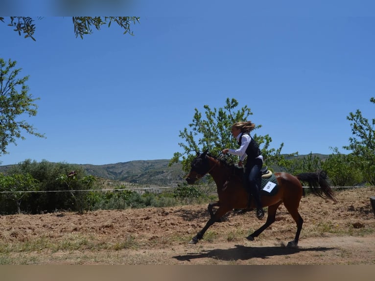 Hispano Klacz 4 lat 152 cm Gniada in Böttigheim