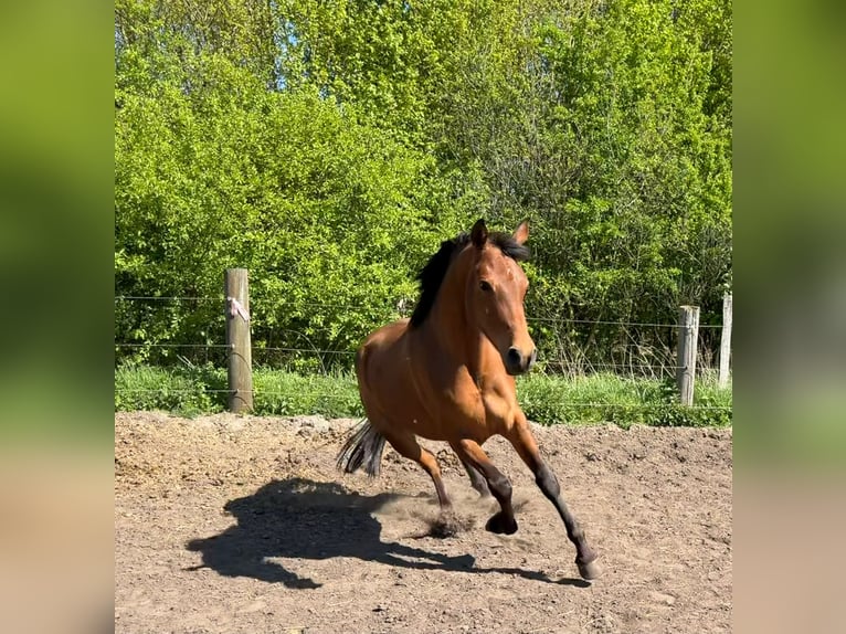 Hispano Klacz 4 lat 160 cm Gniada in Sendenhorst