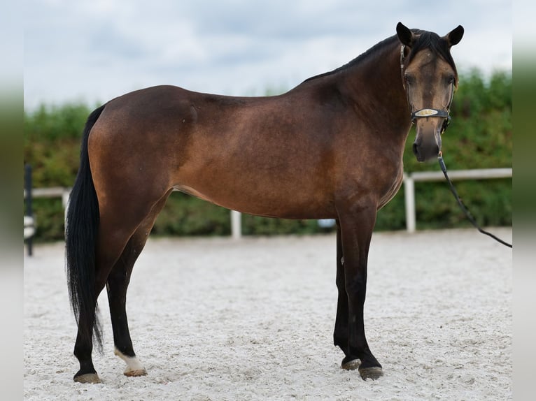 Hispano Mix Klacz 6 lat Jelenia in Neustadt (Wied)