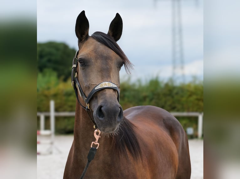 Hispano Mix Klacz 6 lat Jelenia in Neustadt (Wied)