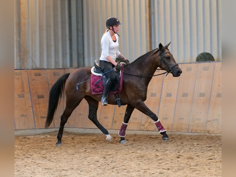 Hispano Mix Klacz 6 lat Jelenia in Neustadt (Wied)