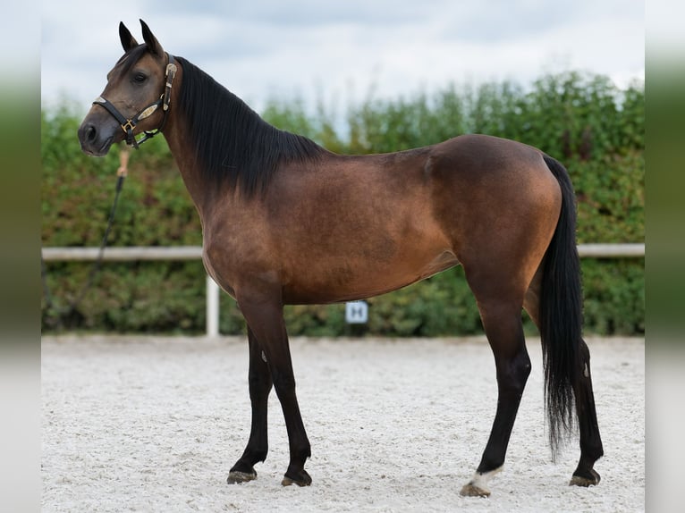 Hispano Mix Klacz 6 lat Jelenia in Neustadt (Wied)