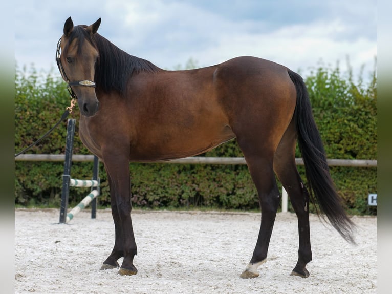 Hispano Mix Klacz 6 lat Jelenia in Neustadt (Wied)