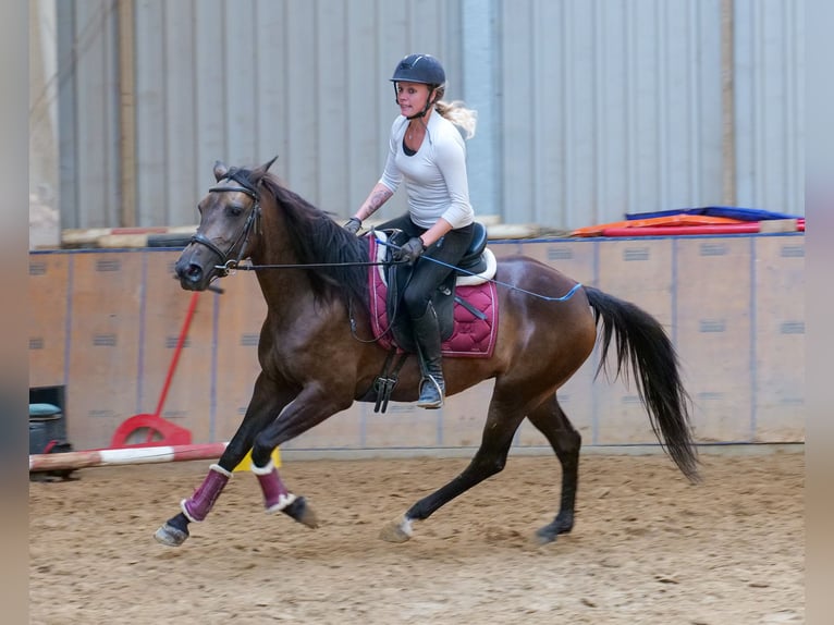 Hispano Mix Klacz 6 lat Jelenia in Neustadt (Wied)