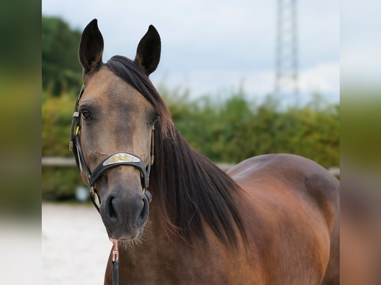 Hispano Mix Klacz 6 lat Jelenia in Neustadt (Wied)