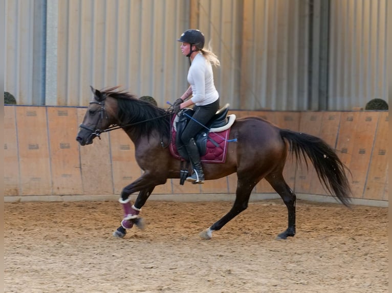 Hispano Mix Klacz 6 lat Jelenia in Neustadt (Wied)