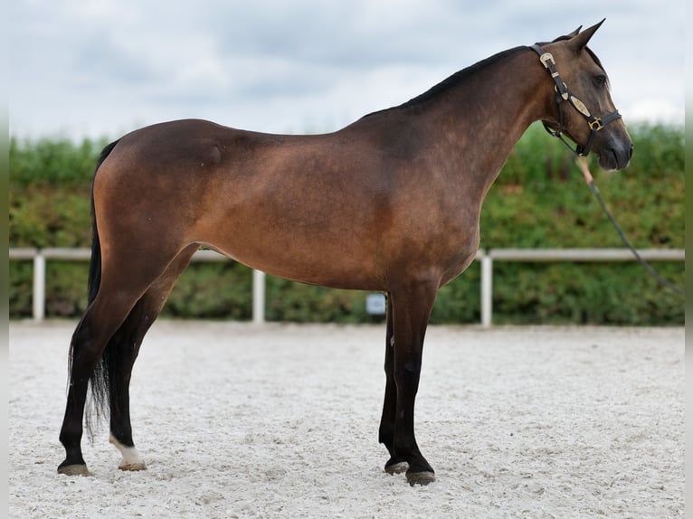 Hispano Mix Klacz 6 lat Jelenia in Neustadt (Wied)