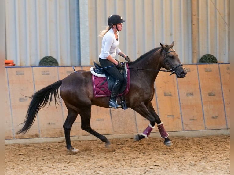 Hispano Mix Klacz 6 lat Jelenia in Neustadt (Wied)