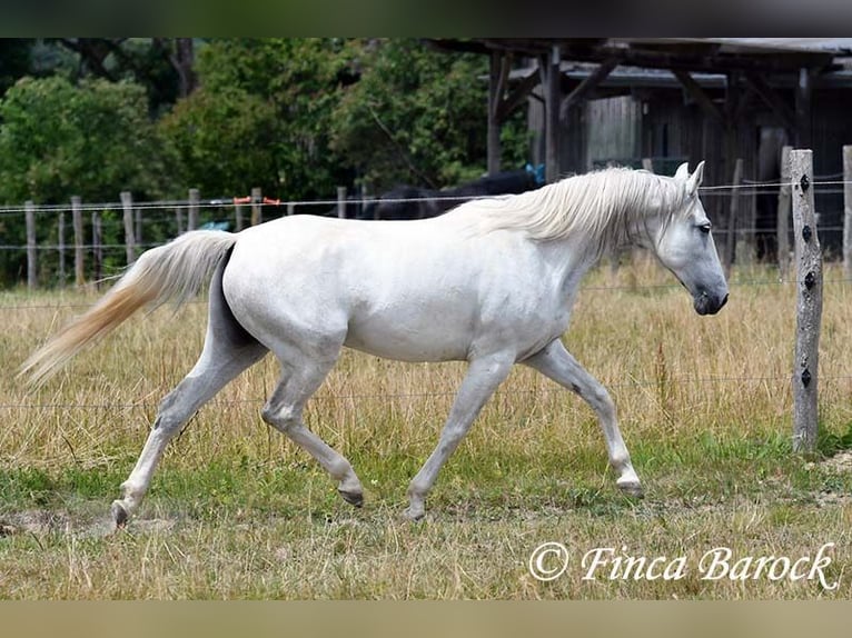 Hispano Klacz 7 lat 150 cm Siwa in Wiebelsheim
