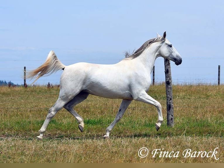 Hispano Klacz 7 lat 150 cm Siwa in Wiebelsheim