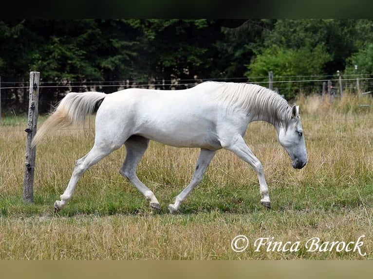 Hispano Klacz 7 lat 150 cm Siwa in Wiebelsheim