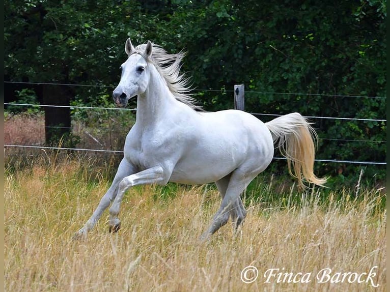 Hispano Klacz 7 lat 150 cm Siwa in Wiebelsheim