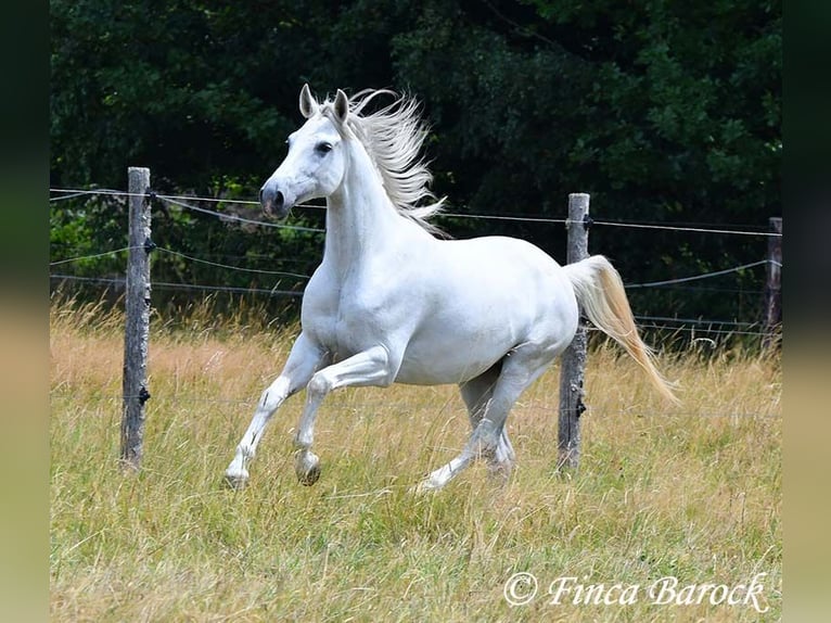 Hispano Klacz 7 lat 150 cm Siwa in Wiebelsheim