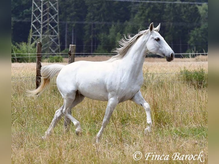 Hispano Klacz 7 lat 150 cm Siwa in Wiebelsheim