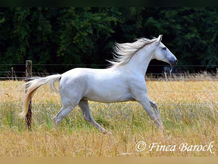 Hispano Klacz 7 lat 150 cm Siwa in Wiebelsheim