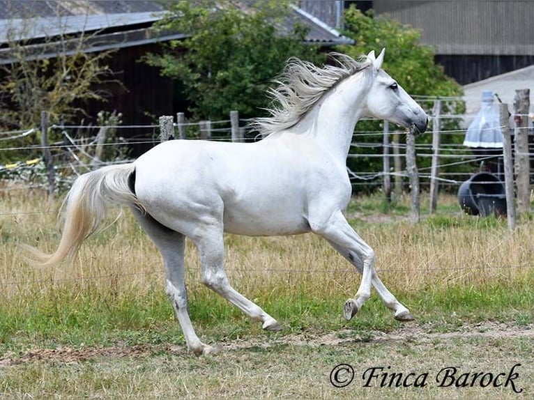 Hispano Klacz 7 lat 150 cm Siwa in Wiebelsheim