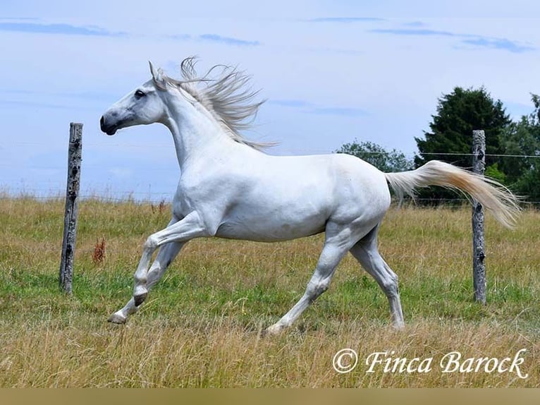 Hispano Klacz 7 lat 150 cm Siwa in Wiebelsheim