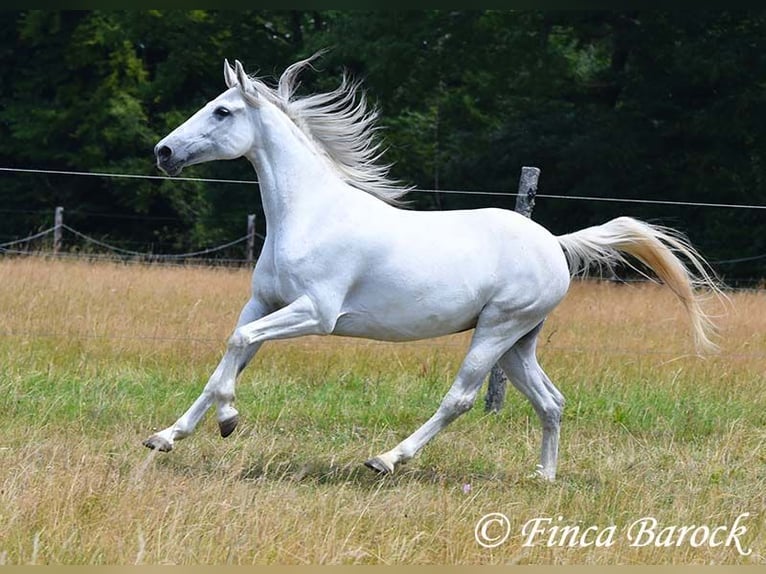 Hispano Klacz 7 lat 150 cm Siwa in Wiebelsheim