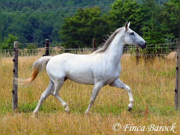 Hispano Klacz 7 lat 150 cm Siwa in Wiebelsheim